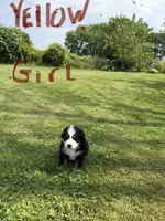 Yellow collar Female , a female Bernese Mountain Dog for sale in Sackets Harbor, NY – 1 of 1