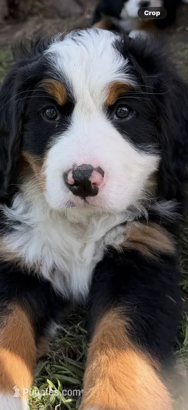 Green Collar Female  – Bernese Mountain Dog puppy for sale in Sackets Harbor, NY