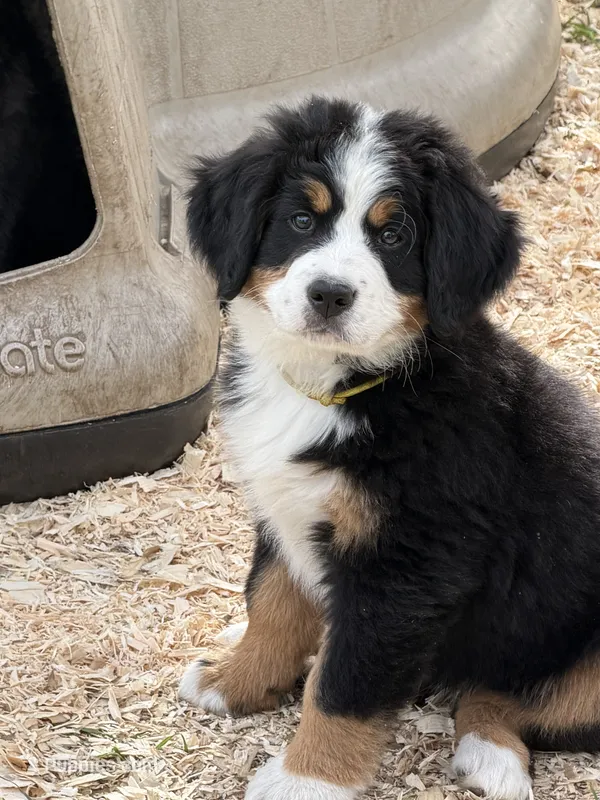 Yellow collar Female  – Bernese Mountain Dog puppy for sale in Sackets Harbor, NY