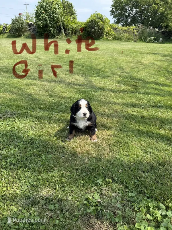 White Collar Female – Bernese Mountain Dog puppy for sale in Sackets Harbor, NY