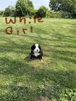 White Collar Female, a female Bernese Mountain Dog for sale in Sackets Harbor, NY – 1 of 1