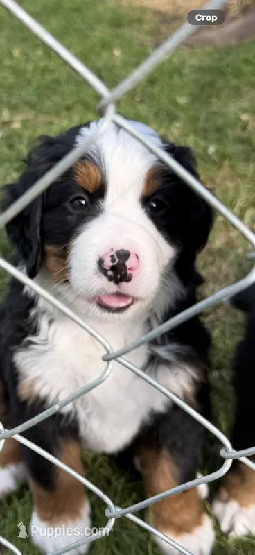 Green Collar Female  – Bernese Mountain Dog puppy for sale in Sackets Harbor, NY