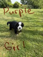Purple Collar Female, a female Bernese Mountain Dog for sale in Sackets Harbor, NY – 1 of 1