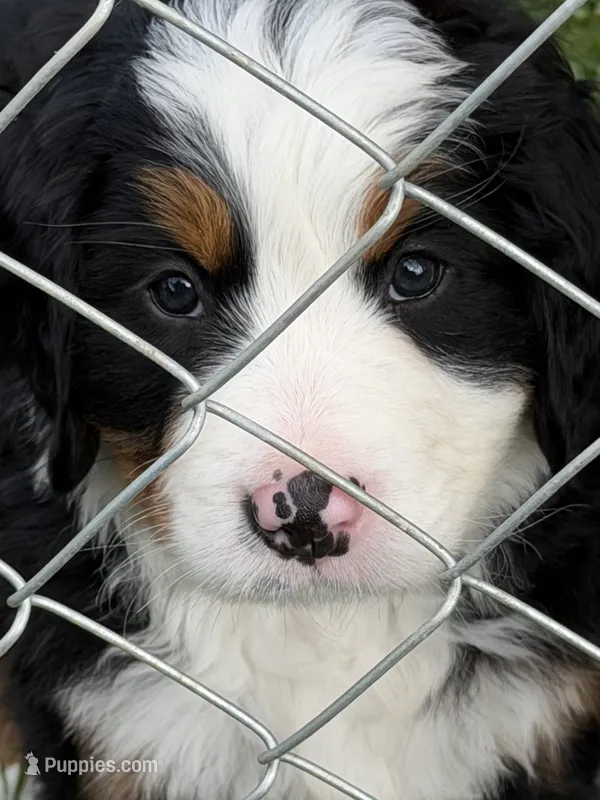 White Collar Female – Bernese Mountain Dog puppy for sale in Sackets Harbor, NY