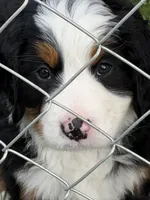 Orange Collar Female, a female Bernese Mountain Dog for sale in Sackets Harbor, NY – 3 of 5