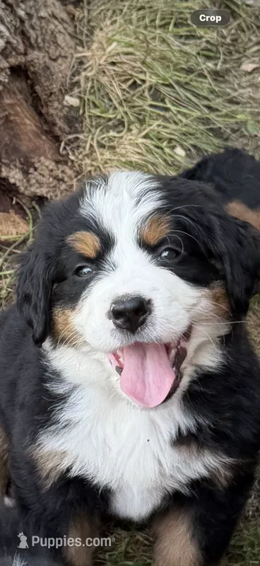 Yellow collar Female  – Bernese Mountain Dog puppy for sale in Sackets Harbor, NY