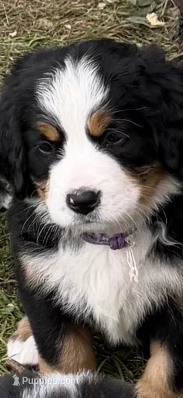 Purple Collar Female – Bernese Mountain Dog puppy for sale in Sackets Harbor, NY