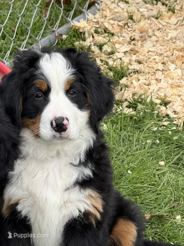 Green Collar Female  – Bernese Mountain Dog puppy for sale in Sackets Harbor, NY