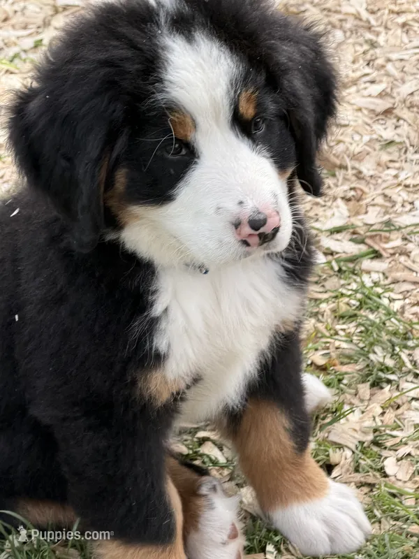 Blue  collar Male  – Bernese Mountain Dog puppy on hold in Sackets Harbor, NY