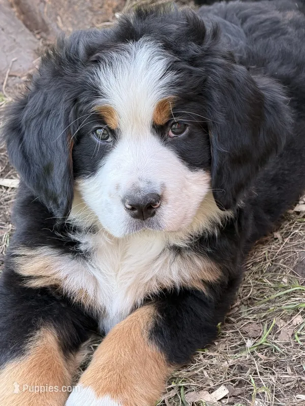 White Collar Female – Bernese Mountain Dog puppy for sale in Sackets Harbor, NY