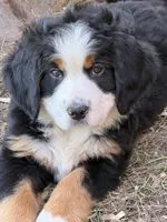 Orange Collar Female, a female Bernese Mountain Dog for sale in Sackets Harbor, NY – 2 of 5
