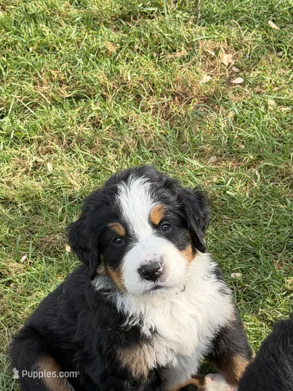 Brown collar Male – Bernese Mountain Dog puppy for sale in Sackets Harbor, NY