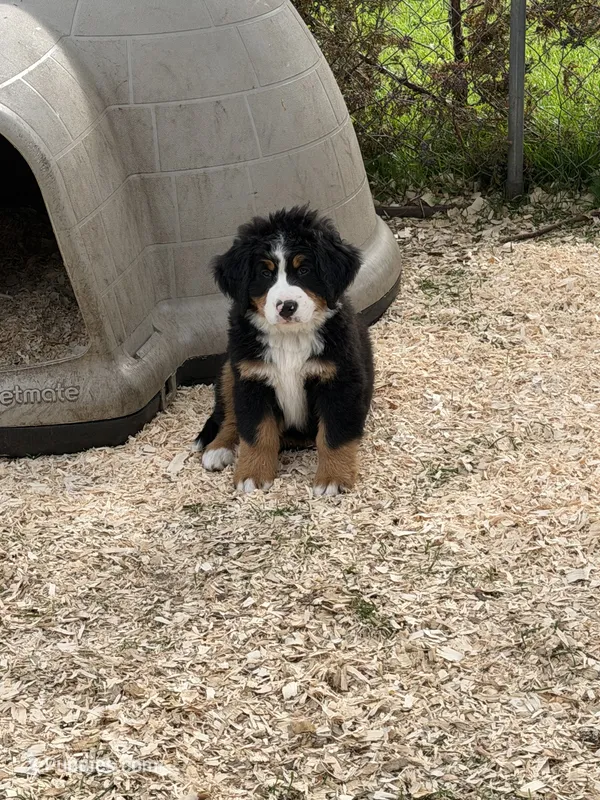 Navy Blue collar  – Bernese Mountain Dog puppy on hold in Sackets Harbor, NY
