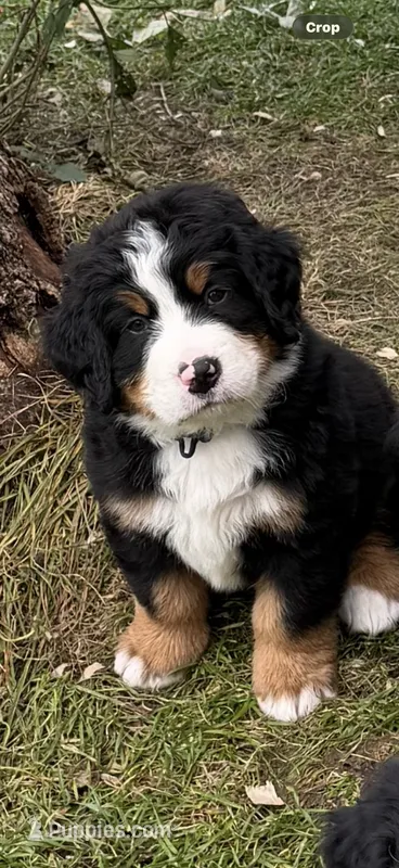 Navy Blue collar  – Bernese Mountain Dog puppy for sale in Sackets Harbor, NY