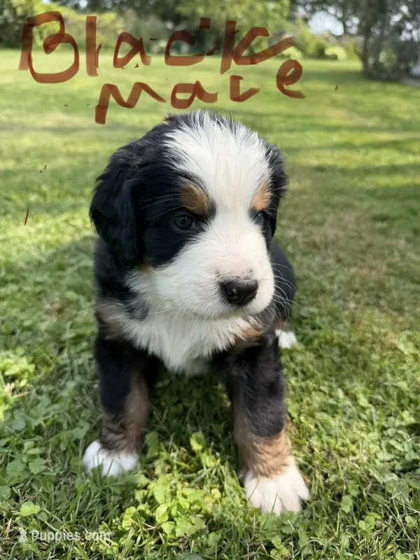 Black collar Male – Bernese Mountain Dog puppy for sale in Sackets Harbor, NY