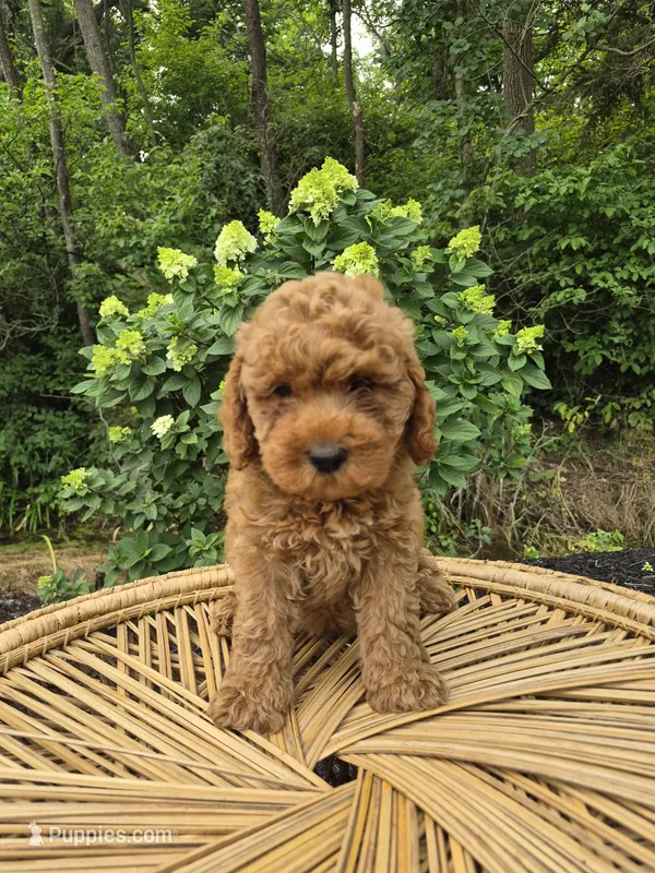 Mila – Miniature Goldendoodle puppy for sale in Jonestown, PA