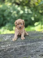 Chaz, a male Cavapoo for sale in Jonestown, PA – 2 of 5