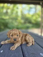 Chaz, a male Cavapoo for sale in Jonestown, PA – 4 of 5