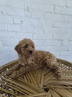 Mila, a female Miniature Goldendoodle for sale in Jonestown, PA – 3 of 3