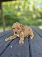 Chester, a male Cavapoo for sale in Jonestown, PA – 2 of 3