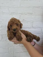 Mari, a female Miniature Goldendoodle for sale in Jonestown, PA – 1 of 4