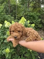 Mocha, a female Miniature Goldendoodle for sale in Jonestown, PA – 4 of 4
