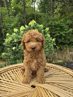 Mocha, a female Miniature Goldendoodle for sale in Jonestown, PA – 1 of 4