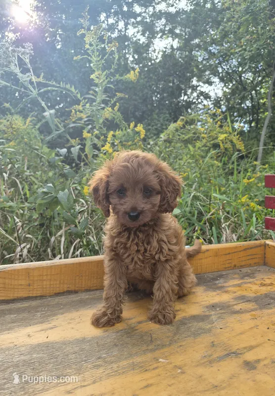Callie – Cavapoo puppy for sale in Jonestown, PA