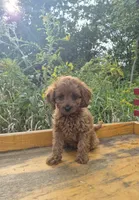 Callie, a female Cavapoo for sale in Jonestown, PA – 1 of 1