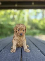 Chaz, a male Cavapoo for sale in Jonestown, PA – 3 of 5