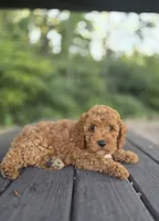 Chester, a male Cavapoo for sale in Jonestown, PA – 7 of 8