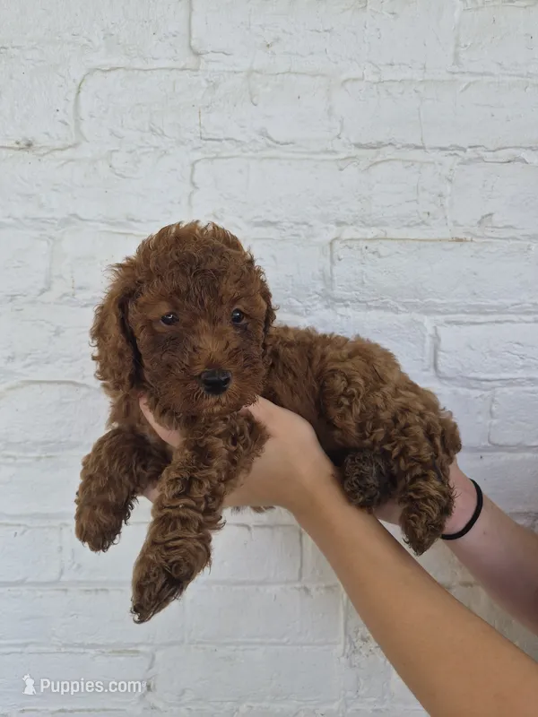 Cash – Miniature Goldendoodle puppy for sale in Jonestown, PA