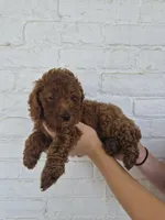 Cash, a male Miniature Goldendoodle for sale in Jonestown, PA – 1 of 4