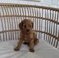 Carly, a female Cavapoo for sale in Jonestown, PA – 3 of 4