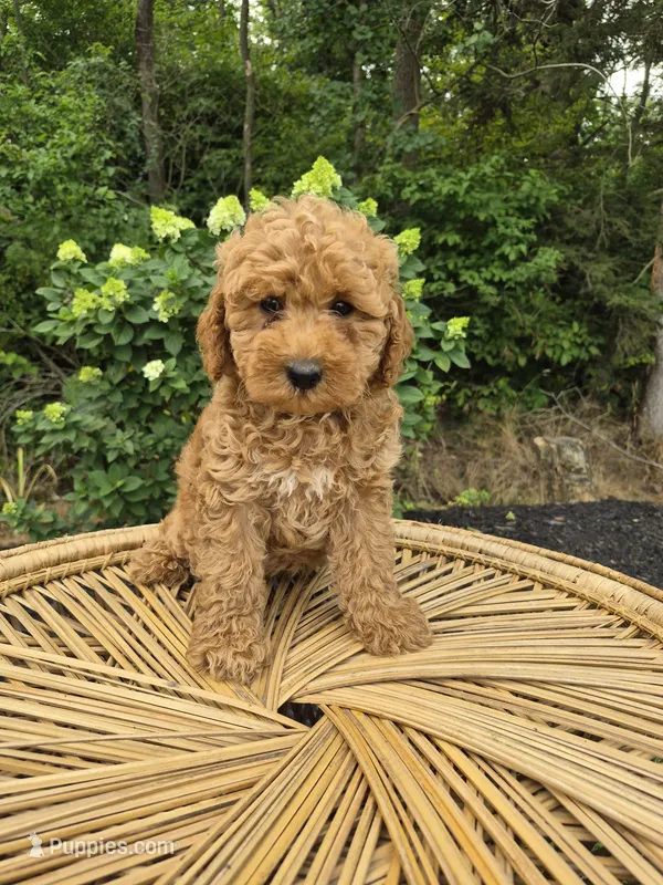 Mari – Miniature Goldendoodle puppy for sale in Jonestown, PA