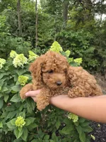 Mocha, a female Miniature Goldendoodle for sale in Jonestown, PA – 3 of 4