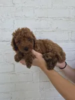 Coby, a male Miniature Bernedoodle for sale in Jonestown, PA – 2 of 3