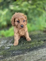 Carly, a female Cavapoo for sale in Jonestown, PA – 2 of 4