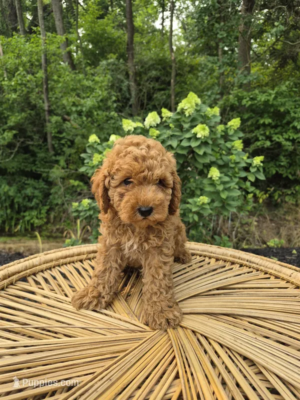 Coby – Miniature Bernedoodle puppy for sale in Jonestown, PA
