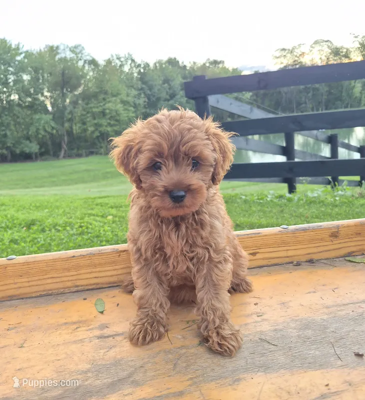 Chaz – Cavapoo puppy for sale in Jonestown, PA
