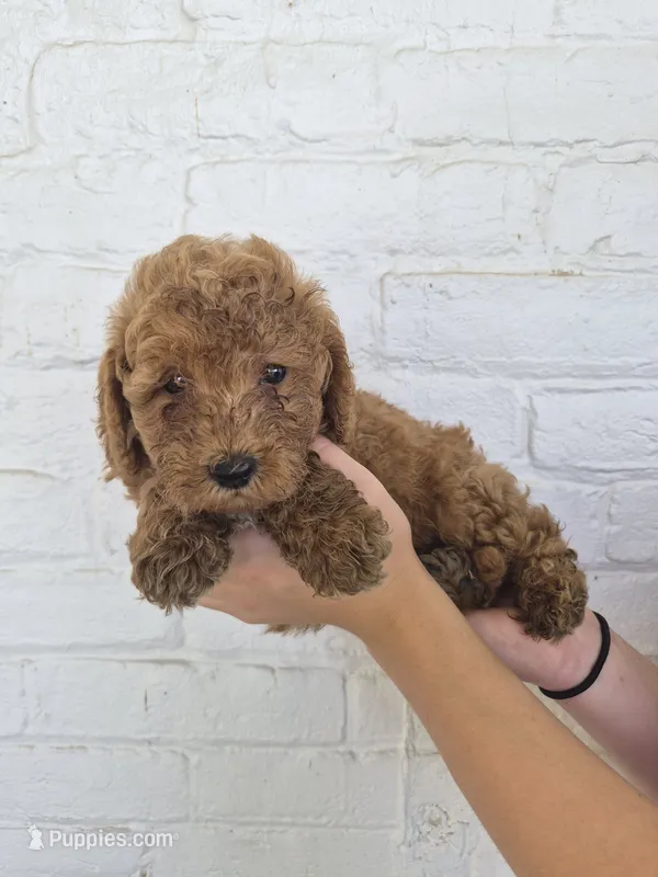 Cruz – Miniature Goldendoodle puppy for sale in Jonestown, PA