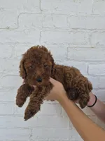 Cash, a male Miniature Goldendoodle for sale in Jonestown, PA – 4 of 4