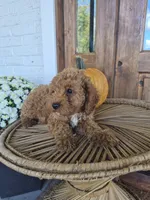Chester, a male Cavapoo for sale in Jonestown, PA – 4 of 8