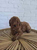 Cash, a male Miniature Goldendoodle for sale in Jonestown, PA – 3 of 4