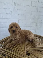 Mila, a female Miniature Goldendoodle for sale in Jonestown, PA – 2 of 3
