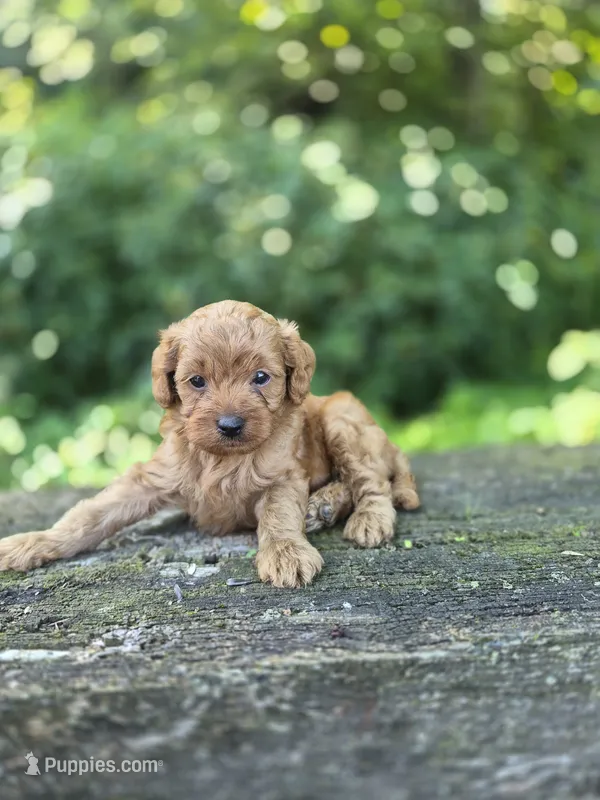 Chaz – Cavapoo puppy for sale in Jonestown, PA