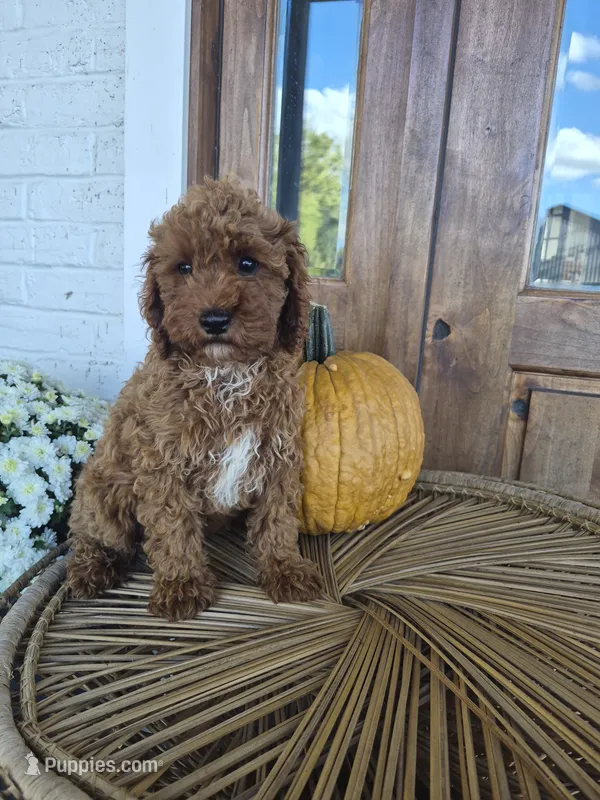 Callie – Cavapoo puppy for sale in Jonestown, PA