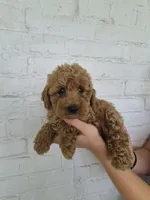 Mila, a female Miniature Goldendoodle for sale in Jonestown, PA – 1 of 3