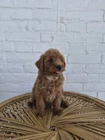 Mari, a female Miniature Goldendoodle for sale in Jonestown, PA – 2 of 4