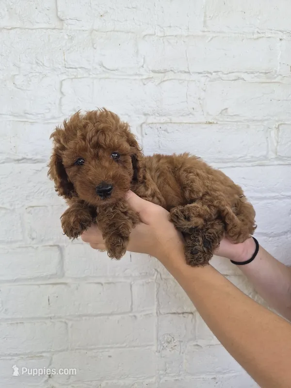 Coby – Miniature Bernedoodle puppy for sale in Jonestown, PA